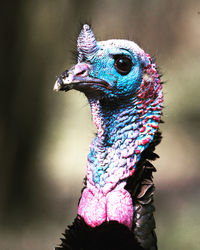 Headshot of a wild turkey 