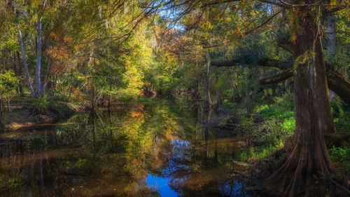 Scenic view of lake in forest