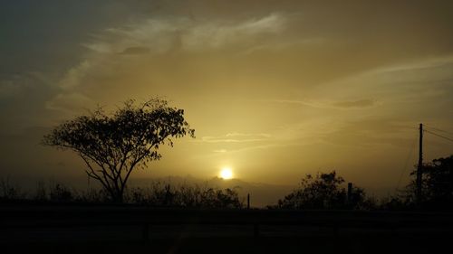 Silhouette of trees at sunset