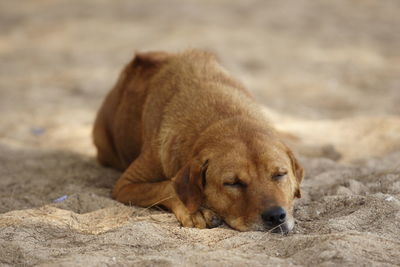 Portrait of dog on sand