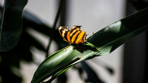 Close-up of butterfly on flower