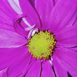 Macro shot of pink flower