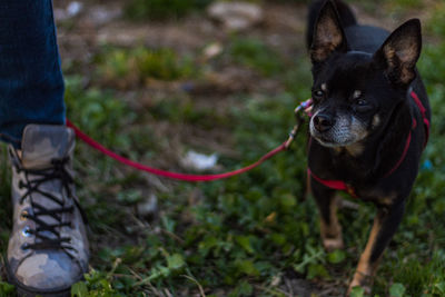 Low section of dog standing on field