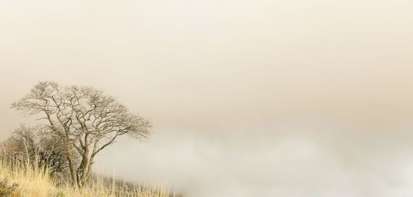 Bare trees on foggy day