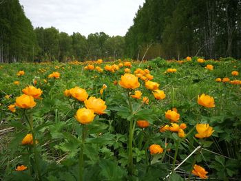 Close-up of yellow flowering plants on field