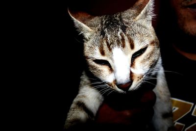 Close-up of cat against black background