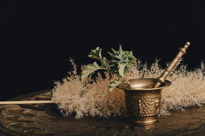 Close-up of potted plant on table against black background