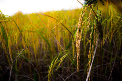 Close-up of wheat field against sky