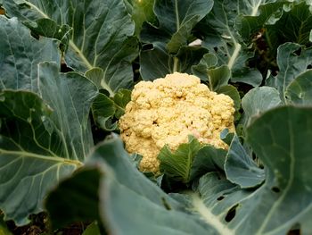 High angle view of fresh vegetables on plant