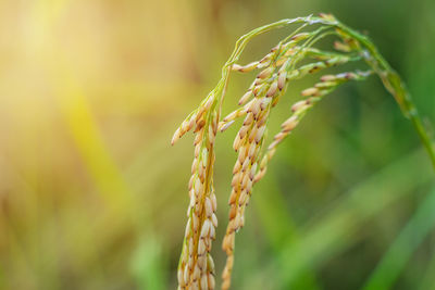 Close-up of wheat growing outdoors