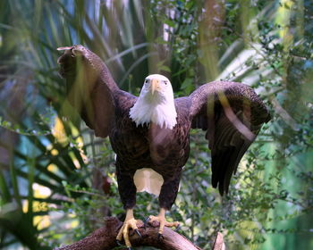 Birds perching on branch