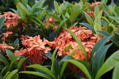 Close-up of orange flowering plants