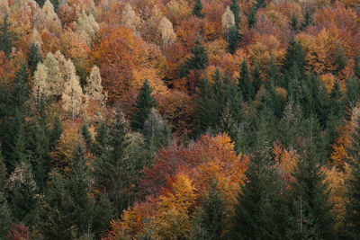 High angle view of autumn trees in forest