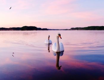 Rear view of friends standing on lake against sky during sunset