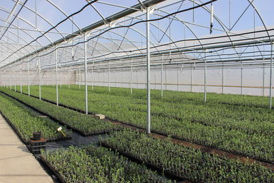 Scenic view of field seen through greenhouse