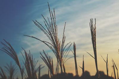 Close-up of wheat growing on field against sky