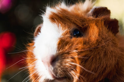 Close-up of a cat