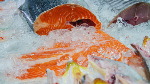 High angle view of fish in water