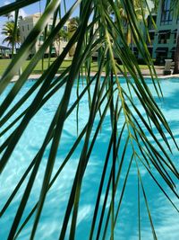 Close-up of palm tree by swimming pool