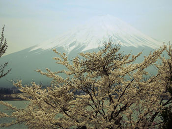 Close-up of tree against sky