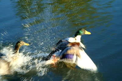 Ducks swimming in water