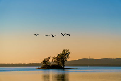 Silhouette geese flying over lake against sky during sunset