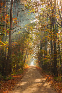 Dirt road amidst trees in forest during autumn
