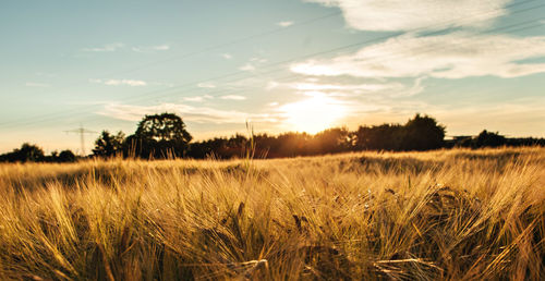 Scenic view of field against sky at sunset