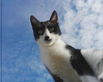 Portrait of cat against sky