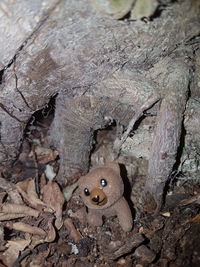 Close-up of lizard on tree trunk