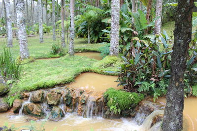 View of trees in forest