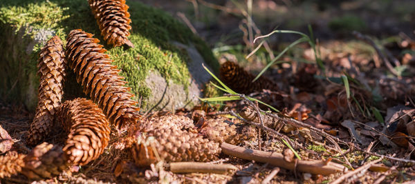 Fir cones in forest floor, close-up of autumn forest banner with copy space. 