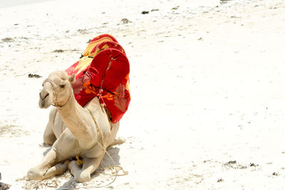 High angle view of camel sitting on desert in sunny day
