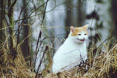 Portrait of cat