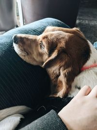 Close-up of a dog sleeping