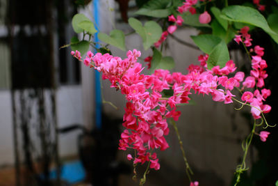 Close-up of pink flowering plant