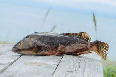 Close-up of fish on wood