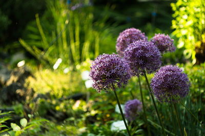 Close-up of thistle blooming on field