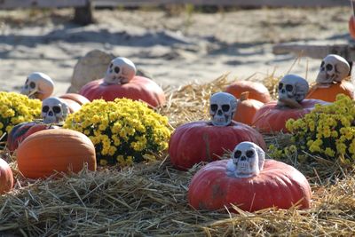 Close-up of pumpkins on field