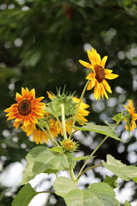Close-up of yellow flowering plant