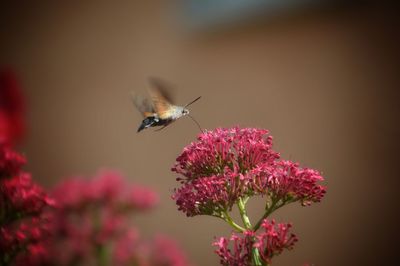 Close-up of butterfly pollinating on flower