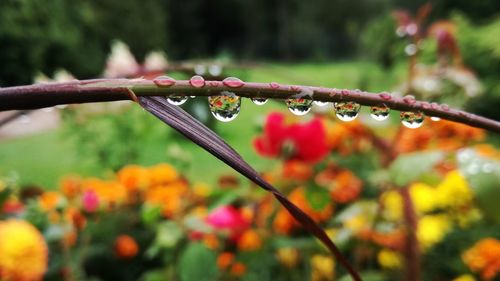 Close-up of wet plant during rainy season