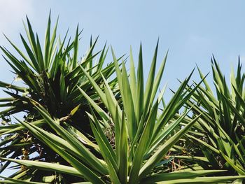 Close-up of crops growing on field against sky