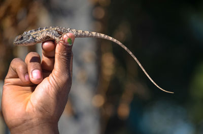 Close-up of hand holding leaf