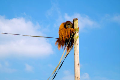 Low angle view of bird on wooden post against sky