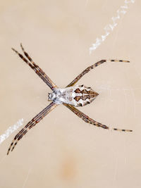 Close-up of spider on web