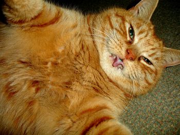 Close-up portrait of cat