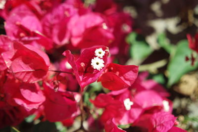 Close-up of red flowers blooming outdoors