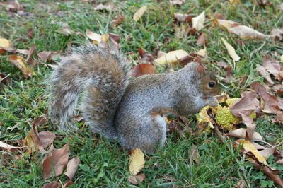 Close-up of squirrel eating grass