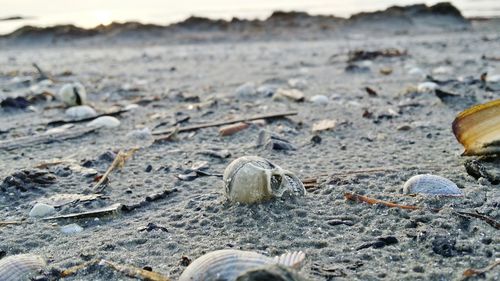 Artificial skull in sand with seashells at beach